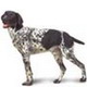 MAXI - Продукты для собак крупных размеров: от 26 до 44 кг