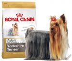 Yorkshire Terrier Adult (Йоркширкский Терьер Эдалт)
