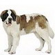 GIANT - Продукты для собак гигантских размеров: 45 кг и более