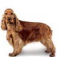 MEDIUM - Продукты для собак средних размеров: от 11 до 25 кг